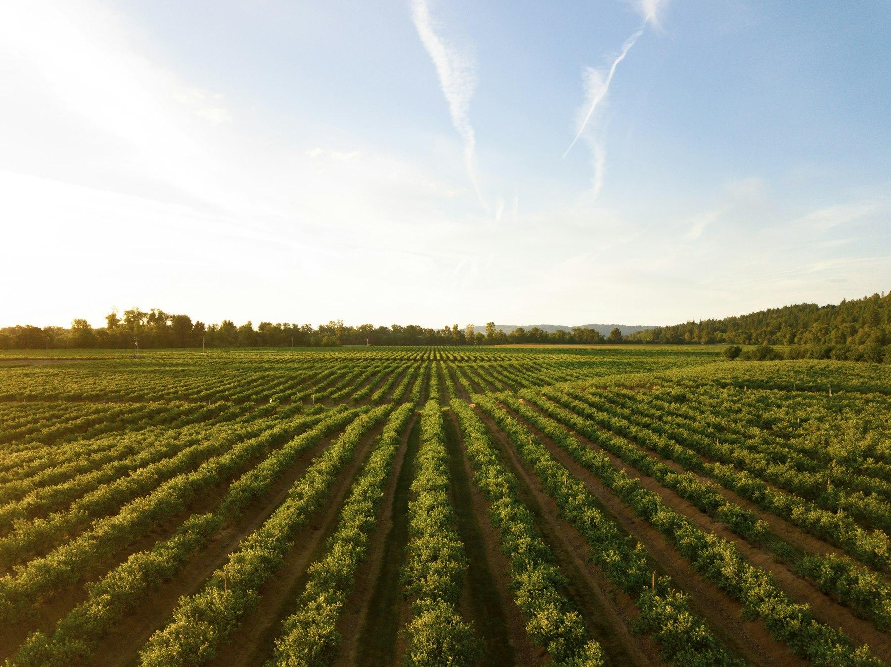 Rows of a green crop in late light